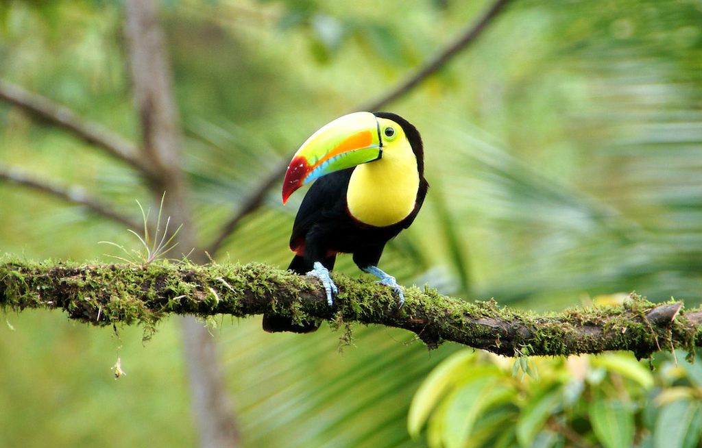 Costa Rica hebt Corona-Einschränkungen auf