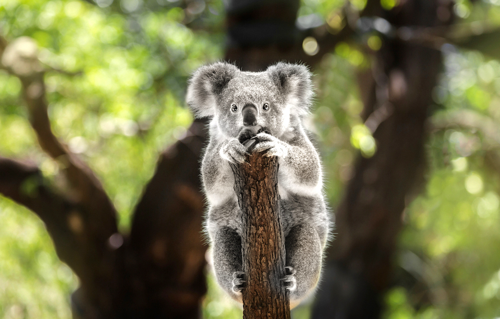 Neues Volunteer-Programm in Queensland