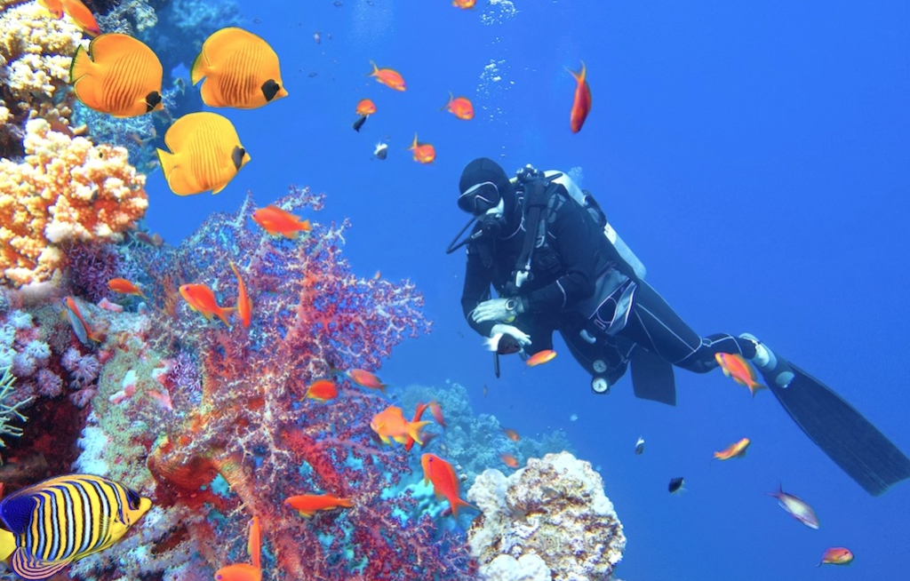 Barrier Reef für Lebenswerk-Award nominiert
