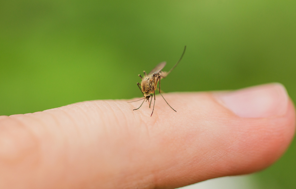 Deutlich mehr Zika-Virus-Infektionen
