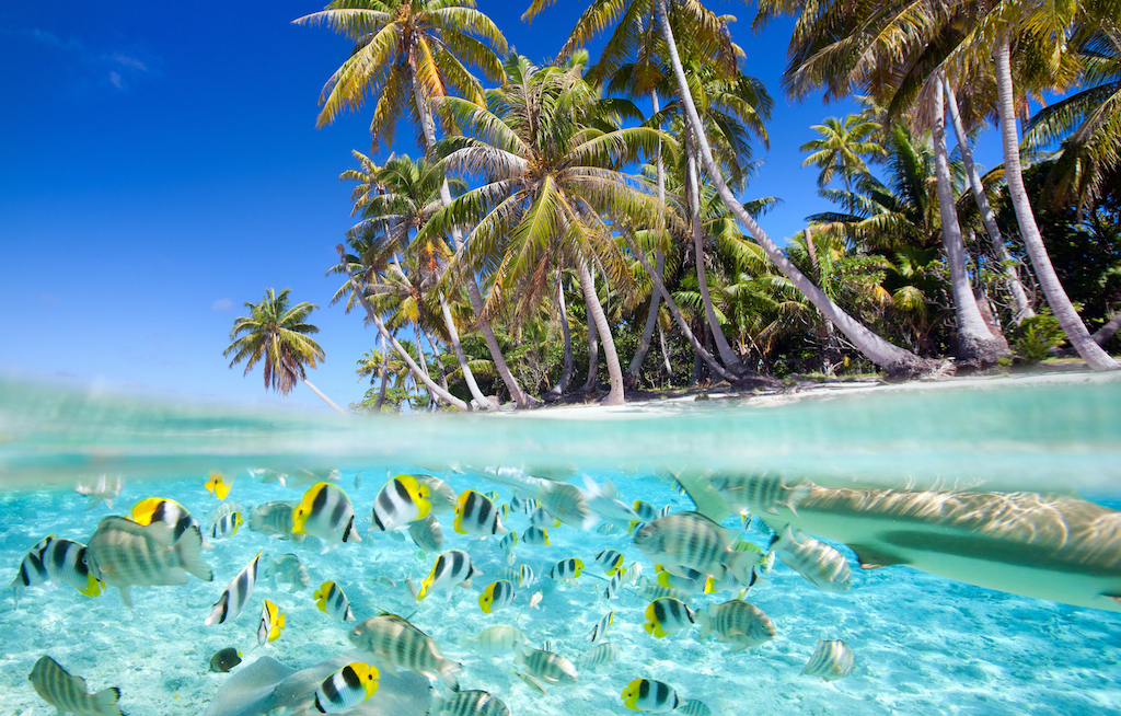 Jeden Monat zum Tahiti-Treff