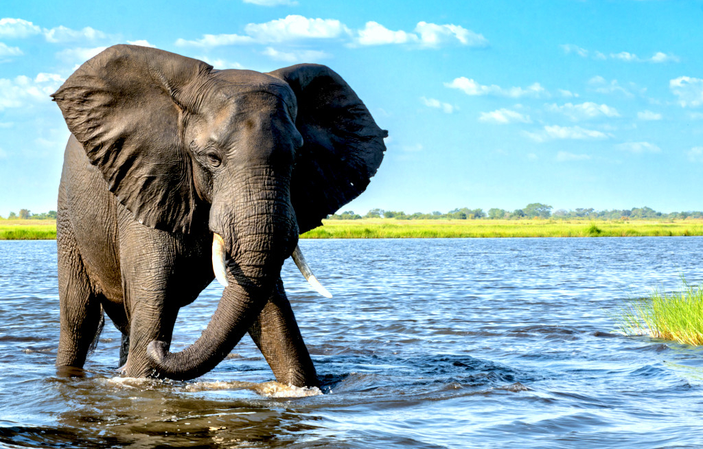 Elefanten am Chobe-Fluss in Botswana: Das Safari-Gebiet ist Bestandteil der neuen Länderkombinationsreise von Gebeco durch Simbabwe, Namibia und Botswana