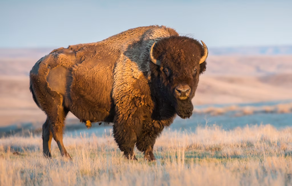 Kanadas wilde Seite: Bisons in der Prärie von Saskatchewan. Die Provinz gehört zu den vier Regionen, die Air Canada und seine Tourismuspartner bei der Schulungsreihe Ende November vorstellen