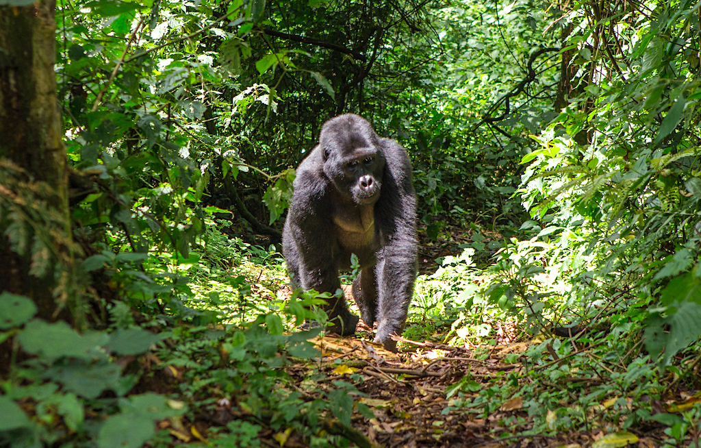Uganda mit neuem Markenauftritt