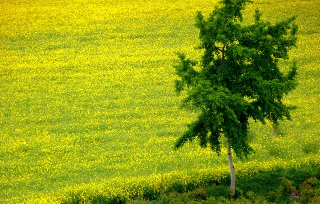 Ein Baum für jeden Reisebürokunden
