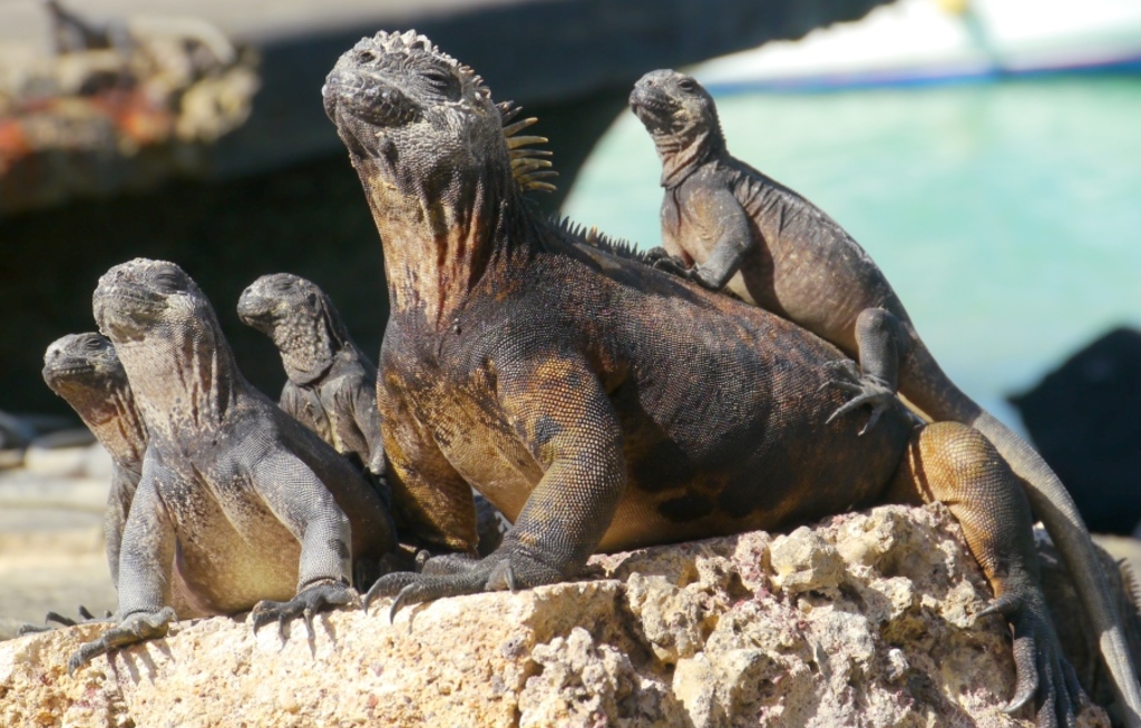 Galapagos Pro legt Reisebüro-Incentive auf