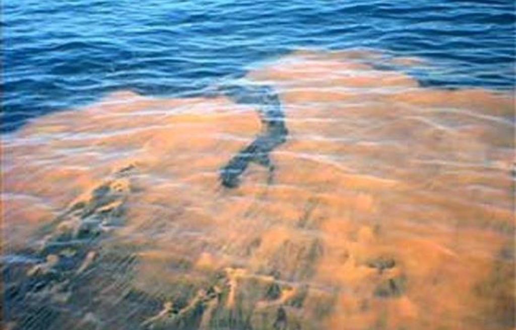 "Red Tide" erreicht Floridas Ostküste