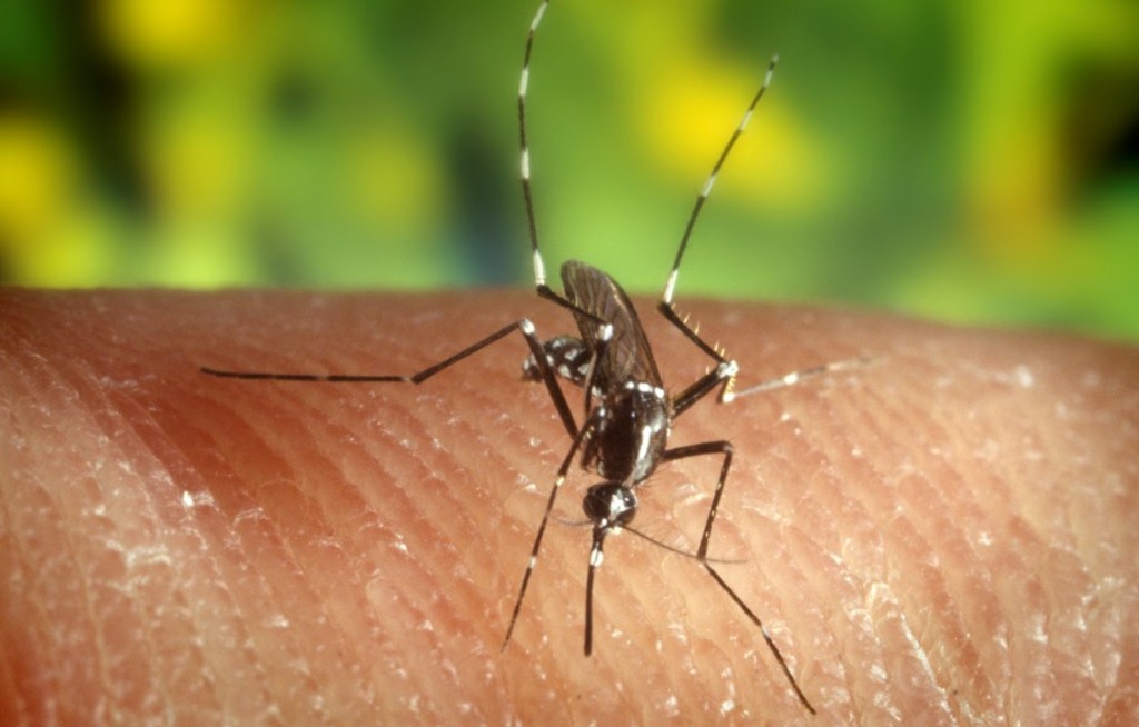 Dengue-Fieber ist auf dem Vormarsch