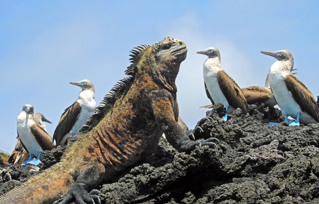Sonderreise zu den Galapagosinseln