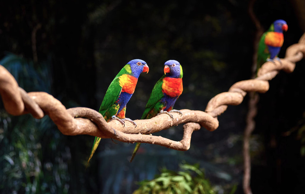 Neue Wildlife-Erlebnisse in Queensland