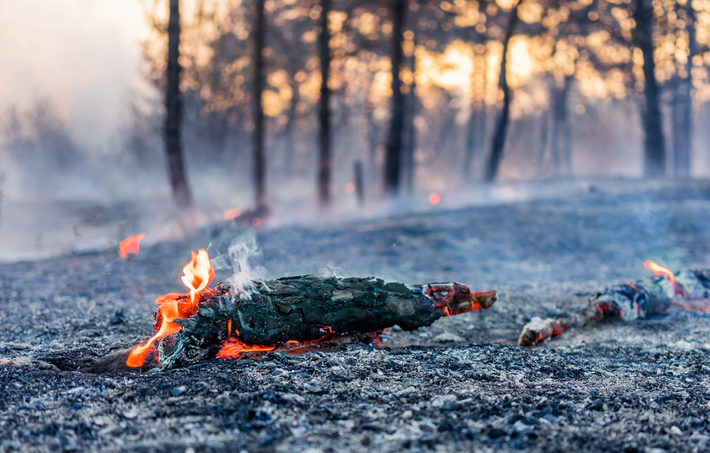 Waldbrände in Schweden unter Kontrolle
